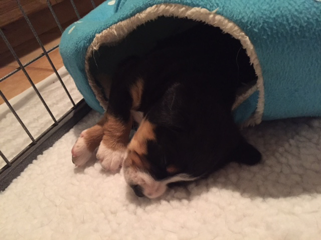 Royal Peak Entlebucher puppy resting in a tunnel