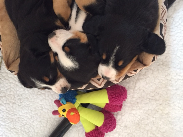 Sleeping beauties