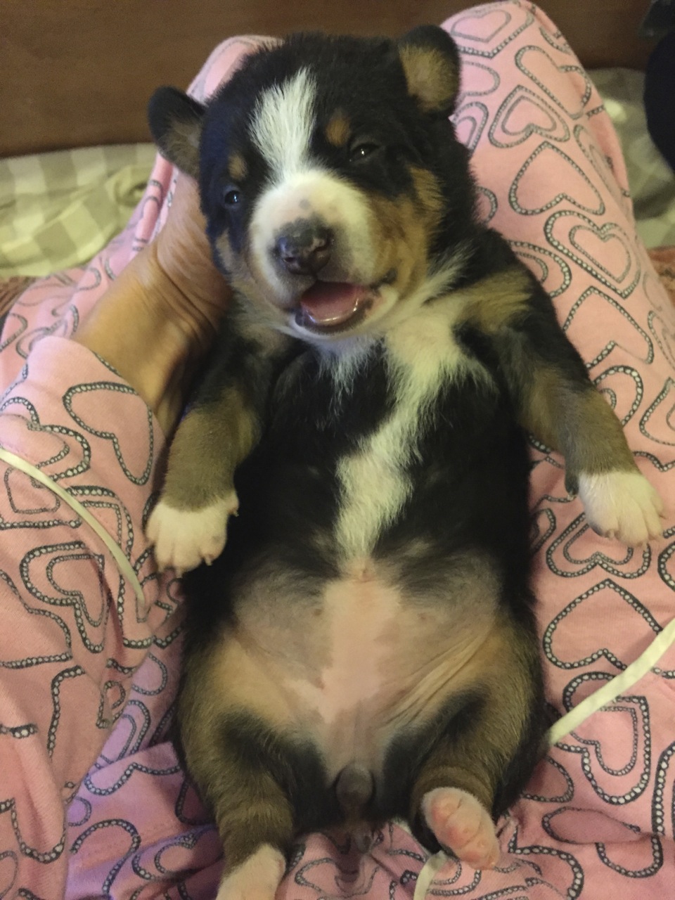 Swiss Miss belly