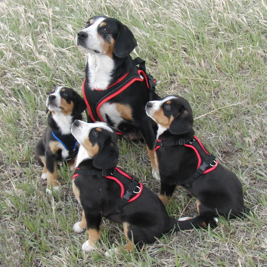 Royal Peak Entlebucher puppies outdoors